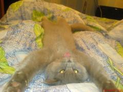 вот так Кошак развлекается