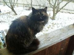 Мяучело из Юрьевского