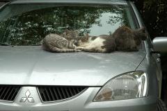 Кыси на Митсубиси