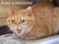 Ща фсё порву!