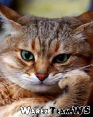 Думающий котег