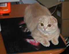 Кисо-мысть2