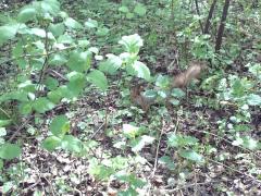 Белочка в парке Мира на земле - 3.jpg