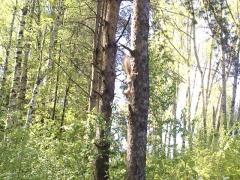 Белочка в парке Мира на дереве - 2.jpg