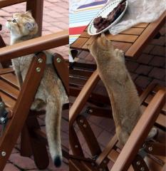 Кисо хочет мяса