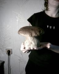 Гриб гигант.jpg