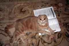 Тапок и ямаха