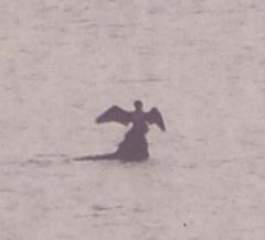 Кто или что?