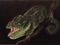 1хамелеон.JPG