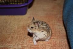 Хомяк 2
