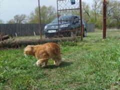 Охраняет машину