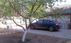 Яблоня цветет