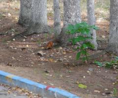 308 ДОЛ   Зверье местное