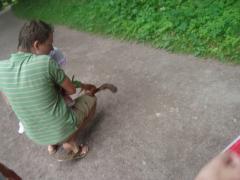 В петергофе белок больше чем народу)))