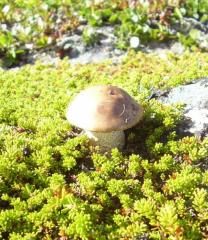 Подберезовик