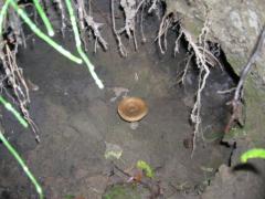 гриб с странной норе