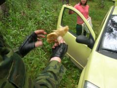 нормальный же?)