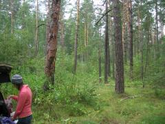 и снова в лес