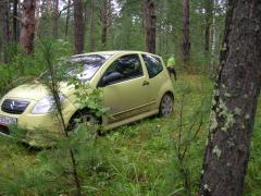 в бору в 8 утра