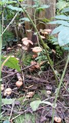 IMG 20171003 WA0007[1]