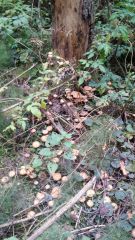 IMG 20171003 WA0008[1]