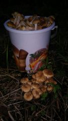 IMG 20170918 WA0000[1]