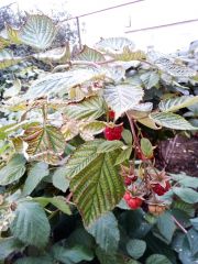 IMG 20171004 WA0000[1]