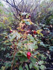 IMG 20171001 WA0004[1]