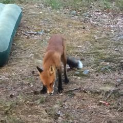 18.08.18 оз.Лесоостровское