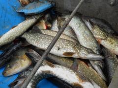 давим хищника