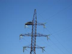 гнездо орлана