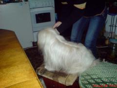 помыли...причесали