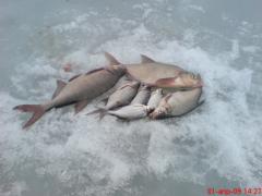 крупнячок  Вазуза