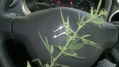 ситроен   креатив технолоджи