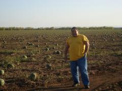 так растут арбузы