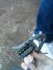 post-68613-0-48738500-1438231107_thumb.jpg