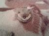 post-61460-0-69574600-1377179207_thumb.jpg